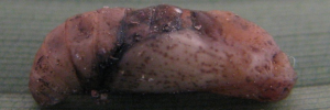 Pupae